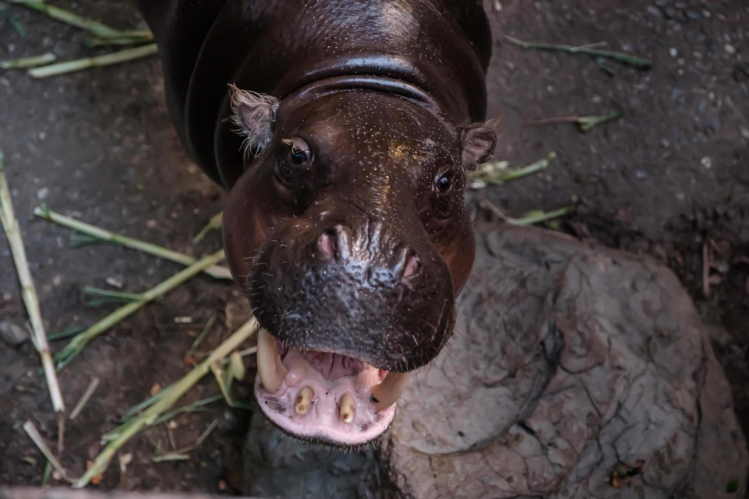 flodhäst öppnar munnen foto