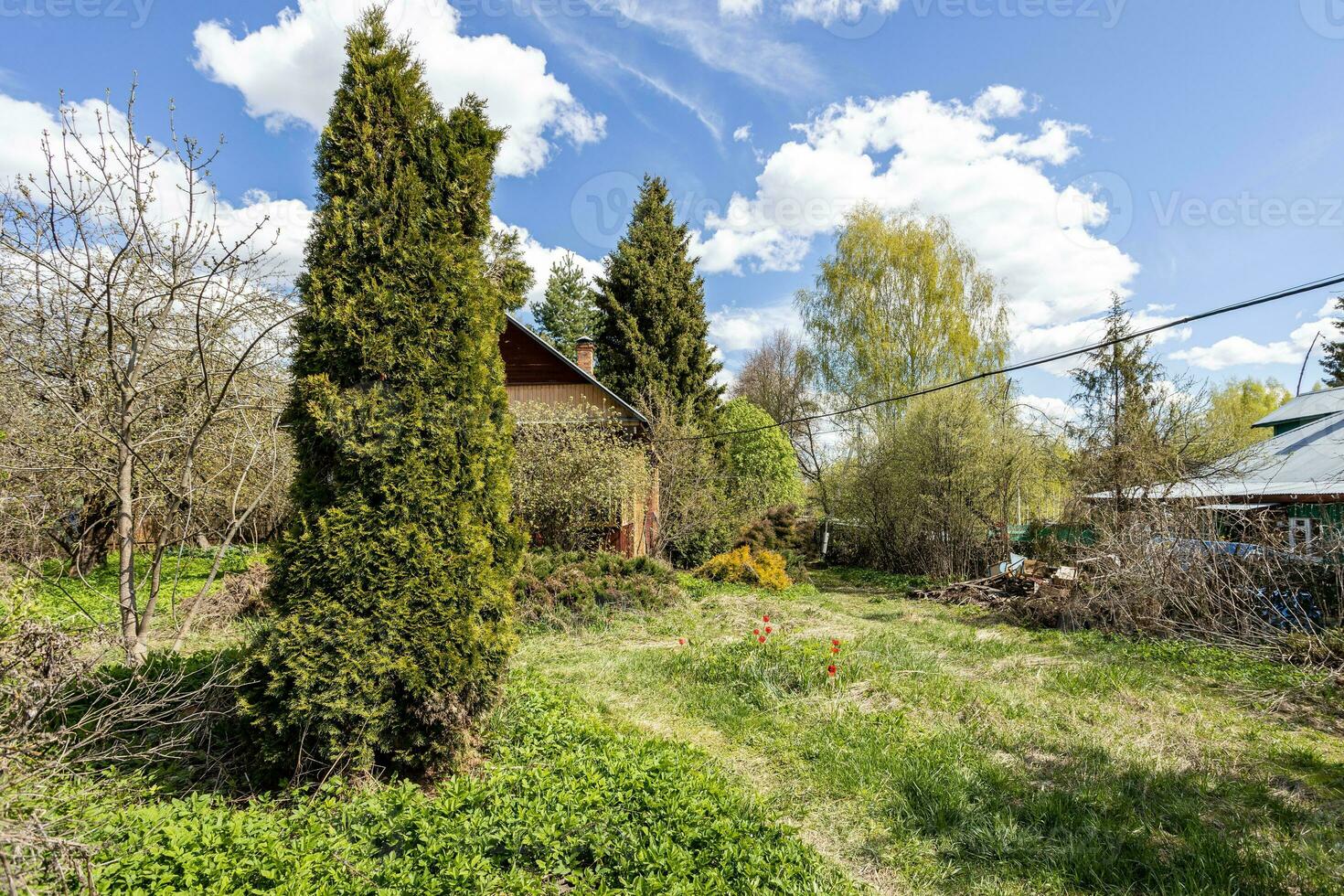 thuja träd på bevuxen bakgård av trä- stuga foto