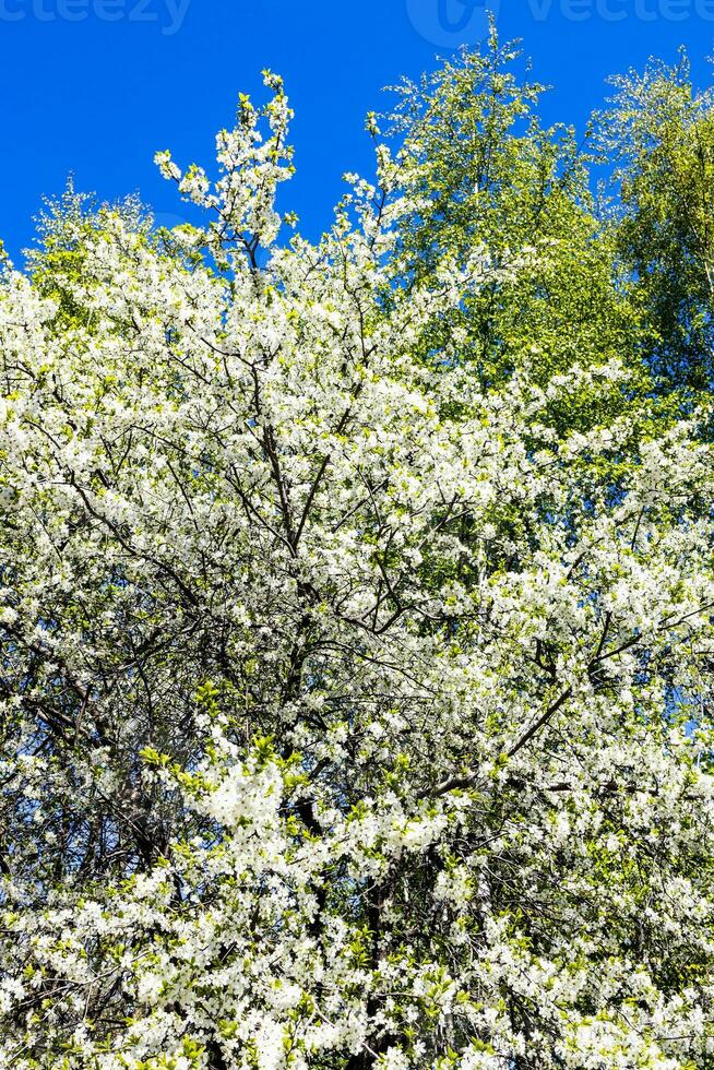 vit blomstrande körsbär träd i parkera i vår foto