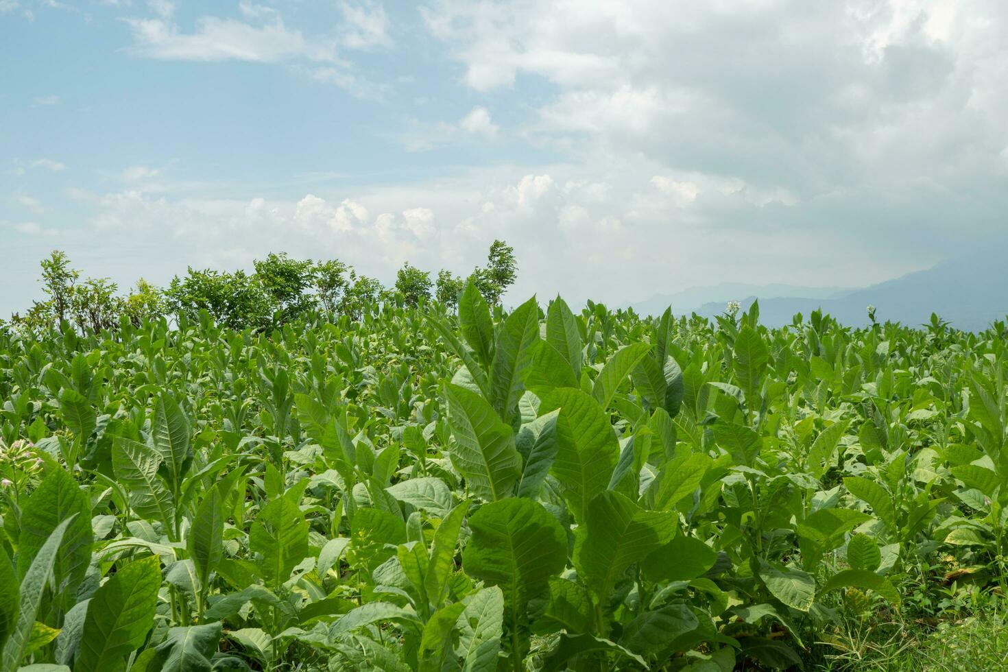 tobak trädgård fält när växande säsong terrasser metod på hög jord. de Foto är lämplig till använda sig av för botanisk bakgrund, natur tobak posters och natur innehåll media.