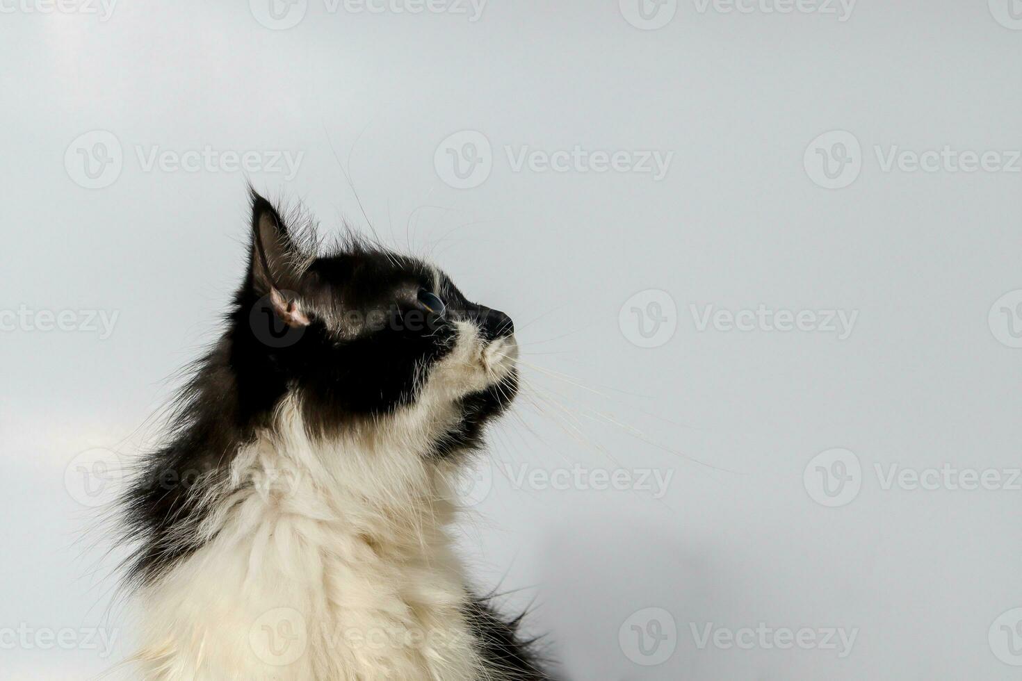 svart och vit katt ser upp över de vit bakgrund foto