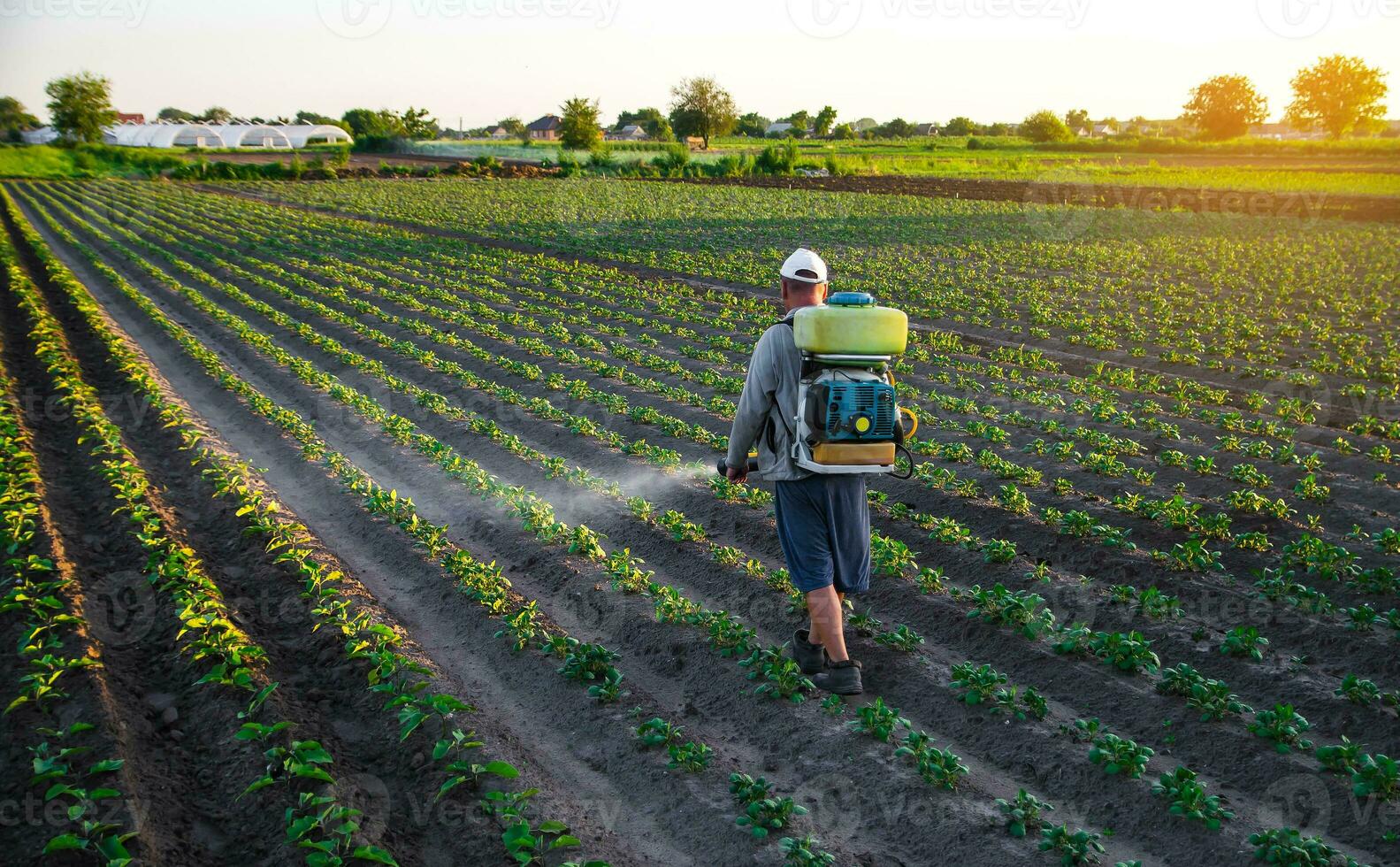 jordbrukare sprayer en potatis plantage med en spruta. kemisk behandling. dimma spruta, fungicid och pesticid. effektiv beskära skydd av kultiverad växter mot insekter och svamp. fält arbete foto