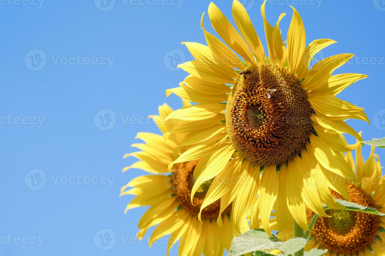 närbild solros på en blå himmel bakgrund. gul blommor. landskap. foto