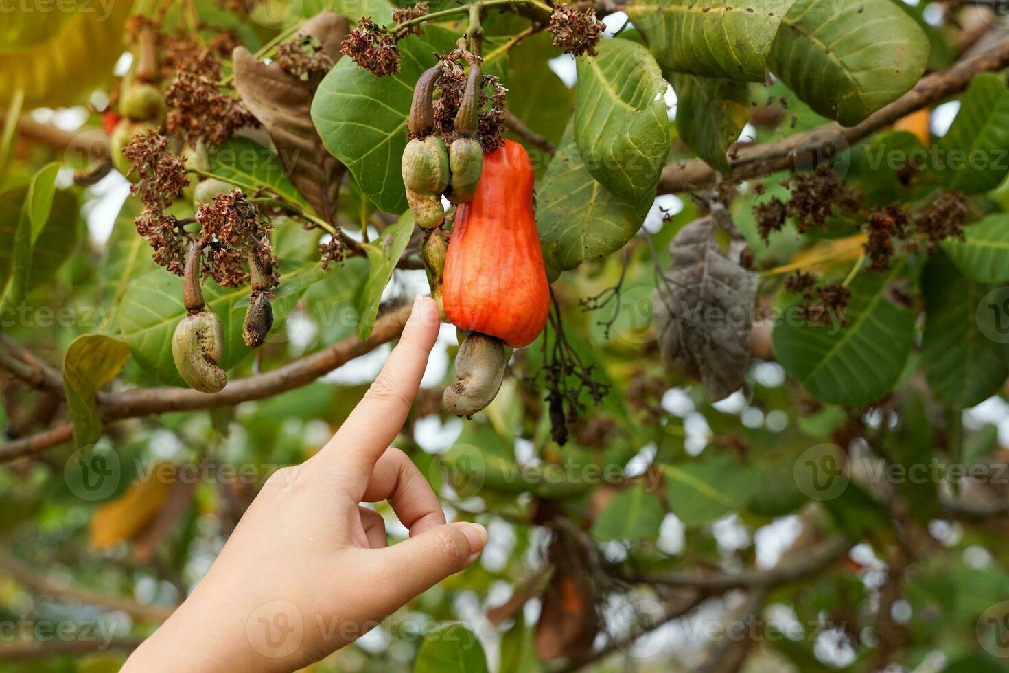en trädgårdsmästare poäng hans hand på de kasju frukt på de träd. de frukt utseende tycka om reste sig äpple eller päron. på de slutet av de frukt där är en utsäde, formad tycka om en njure foto