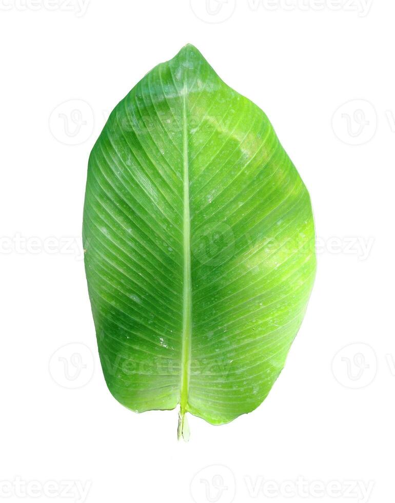 grön banan löv på en vit transparent bakgrund, grön löv, löv, transparent png foto