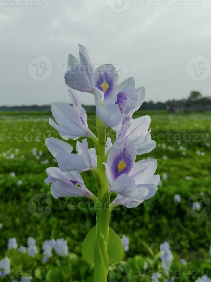 violett blomma, hyacint blomma stänga upp fotografi, regnig säsong, , Japan, japansk blomma, skön natur landskap, blad mönster, flod blommor, blomma foton, natur, blomma, blomma, vår, foto