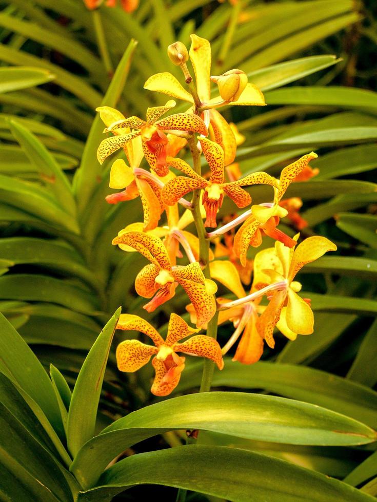 orkidé i naturen foto