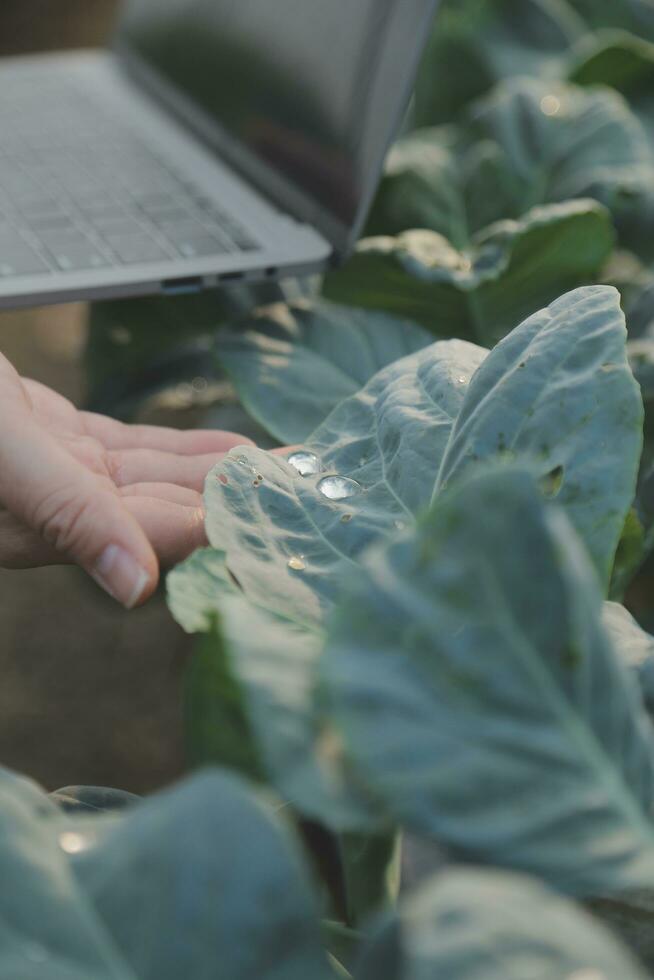 asiatisk kvinna jordbrukare använder sig av digital läsplatta i vegetabiliska trädgård på växthus, företag lantbruk teknologi begrepp, kvalitet smart jordbrukare. foto