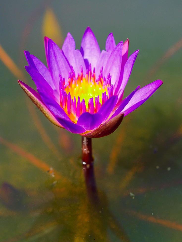 lotusblomma i naturen foto