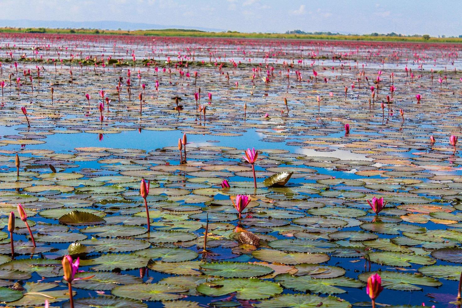 röda näckrosor i udonthani, thailand foto