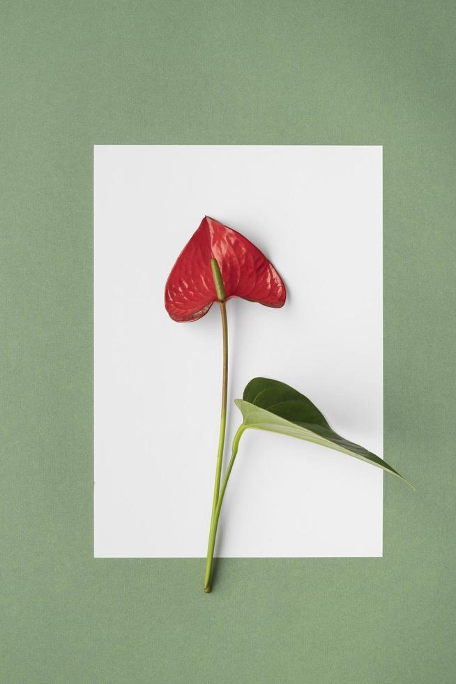 röd blomma på vit och grön bakgrund foto