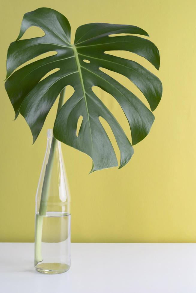 monstera växt i förökning foto