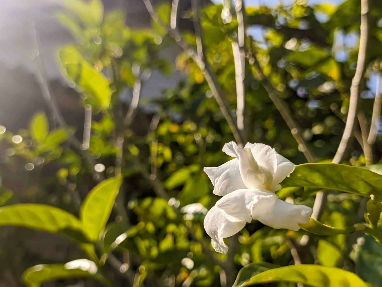 en stänga upp av tabernaemontana divaricata blomma. också kallad som lyckohjul blomma, crape jasmin, öst Indien rosebay, och neros krona. för blomma bakgrund eller tapet foto