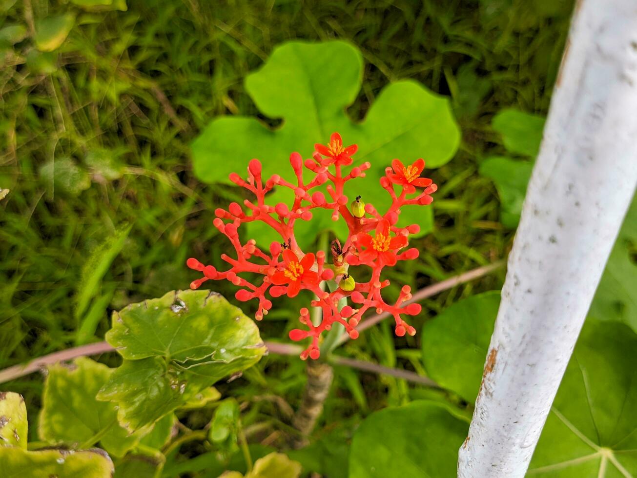 en stänga upp av jatropha podagrica blomma. också kallad som gikt växt, gikt stjälk, guatemalan rabarber, korall växt, buddha mage växt, rensning nöt, physic nöt foto