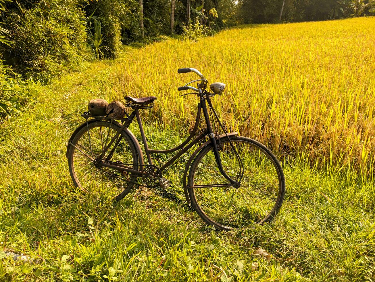 ett gammal cykel eller sepeda onthel med ris fält i de bakgrund foto