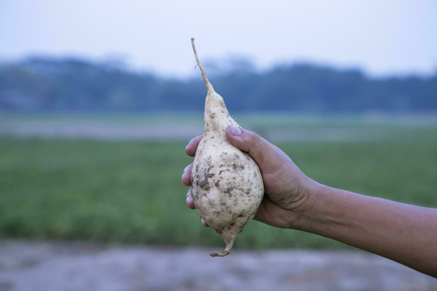 ljuv potatis på bondens hand i de fält. lantbruk skörda begrepp foto