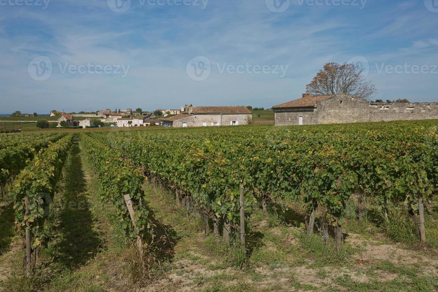 druvor i vingården i södra Frankrike i Provence foto