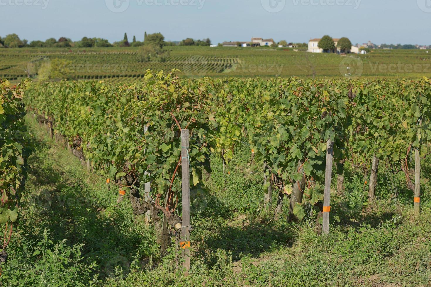 druvor i vingården i södra Frankrike i Provence foto