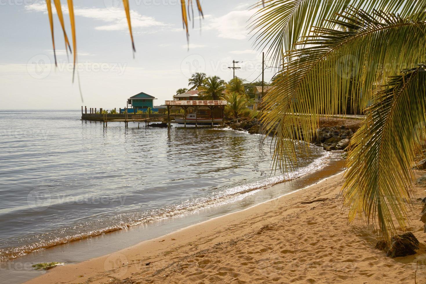 strand och palmer vid Roatan Honduras foto