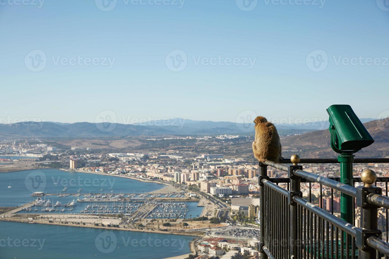 barbary macaque apa med utsikt över hamnen i Gibraltar foto