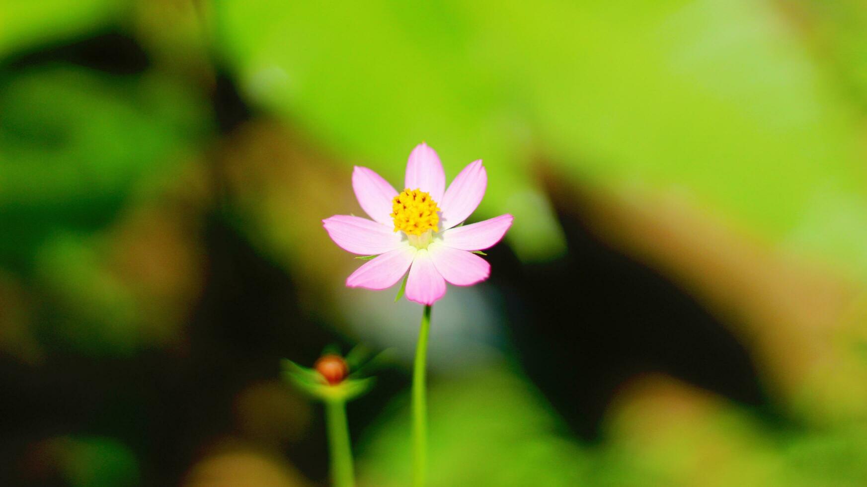 rosa zinnia peruviana blomma med gul röd trådar och perfekt kronblad stock Foto