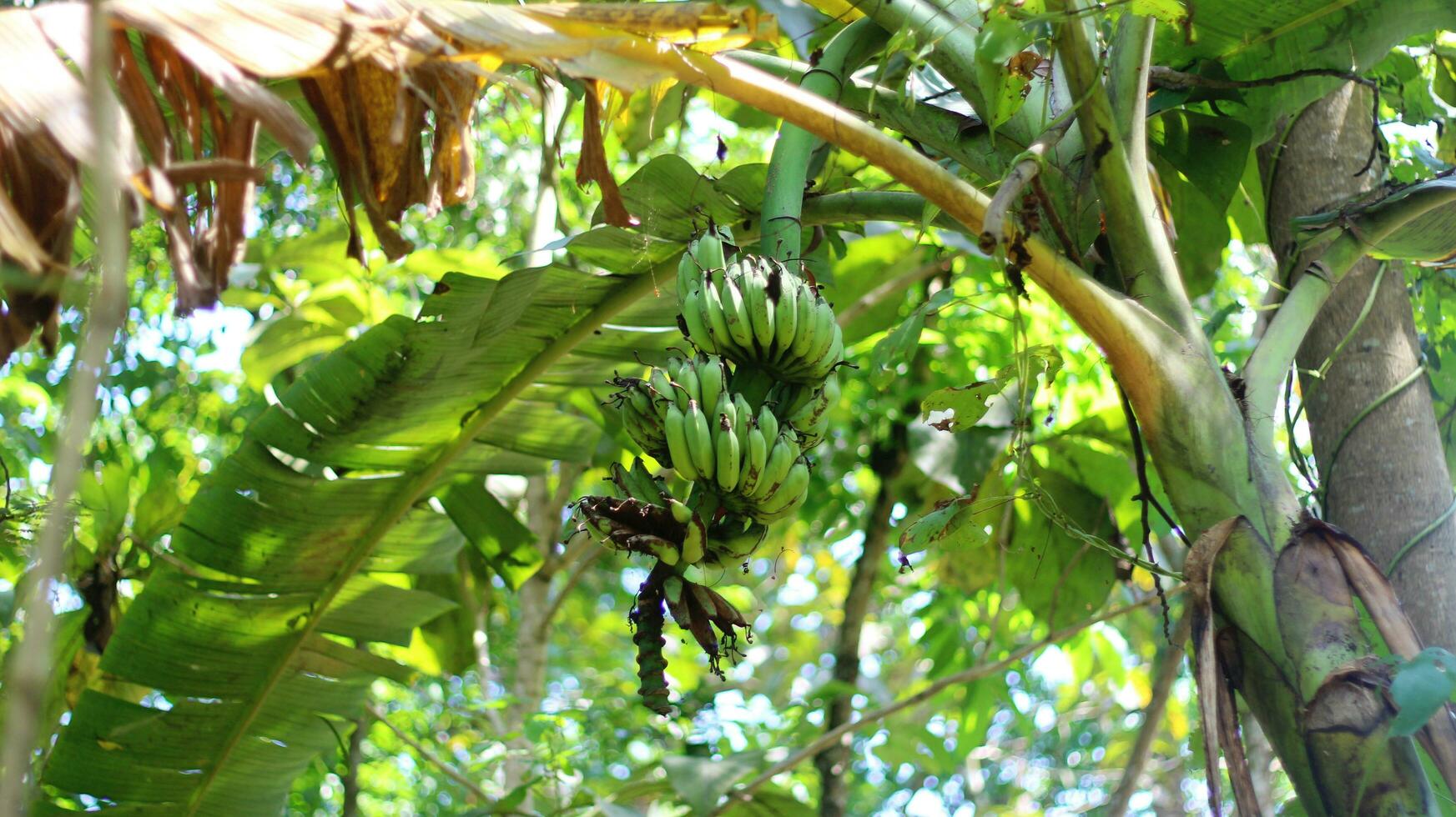 grön banan träd med en suddig bakgrund foto