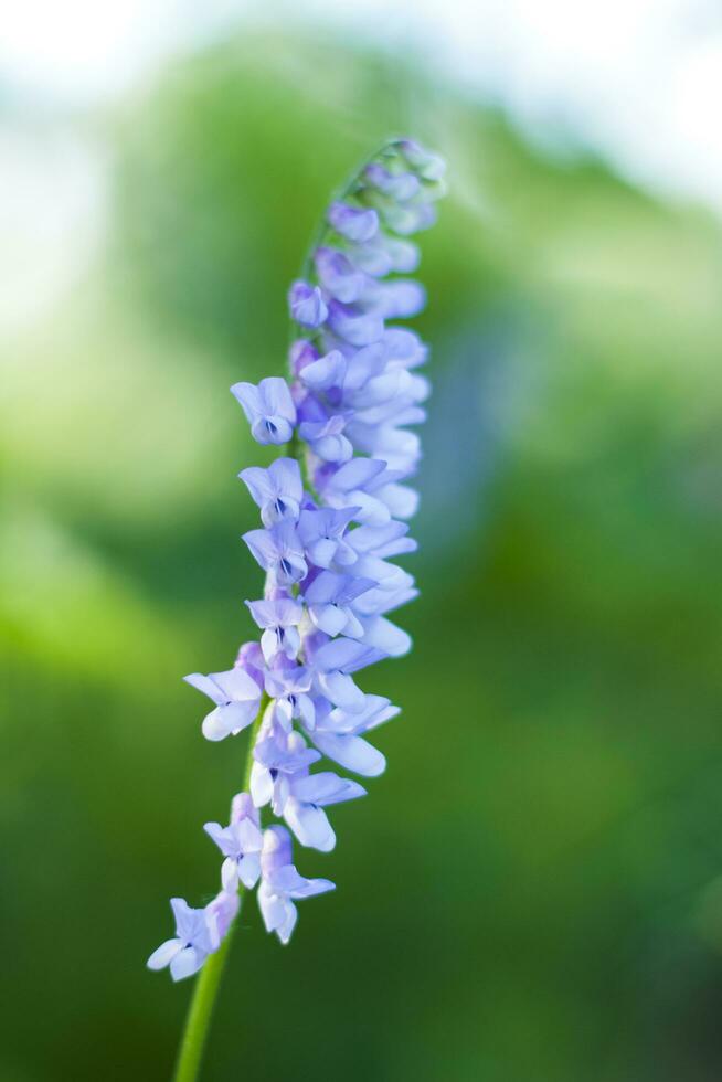 blå blommor närbild. makro fotografi av färger. närbild på suddig grönska med kopiering av Plats, använder sig av som en bakgrund de naturlig landskap, ekologi, foto