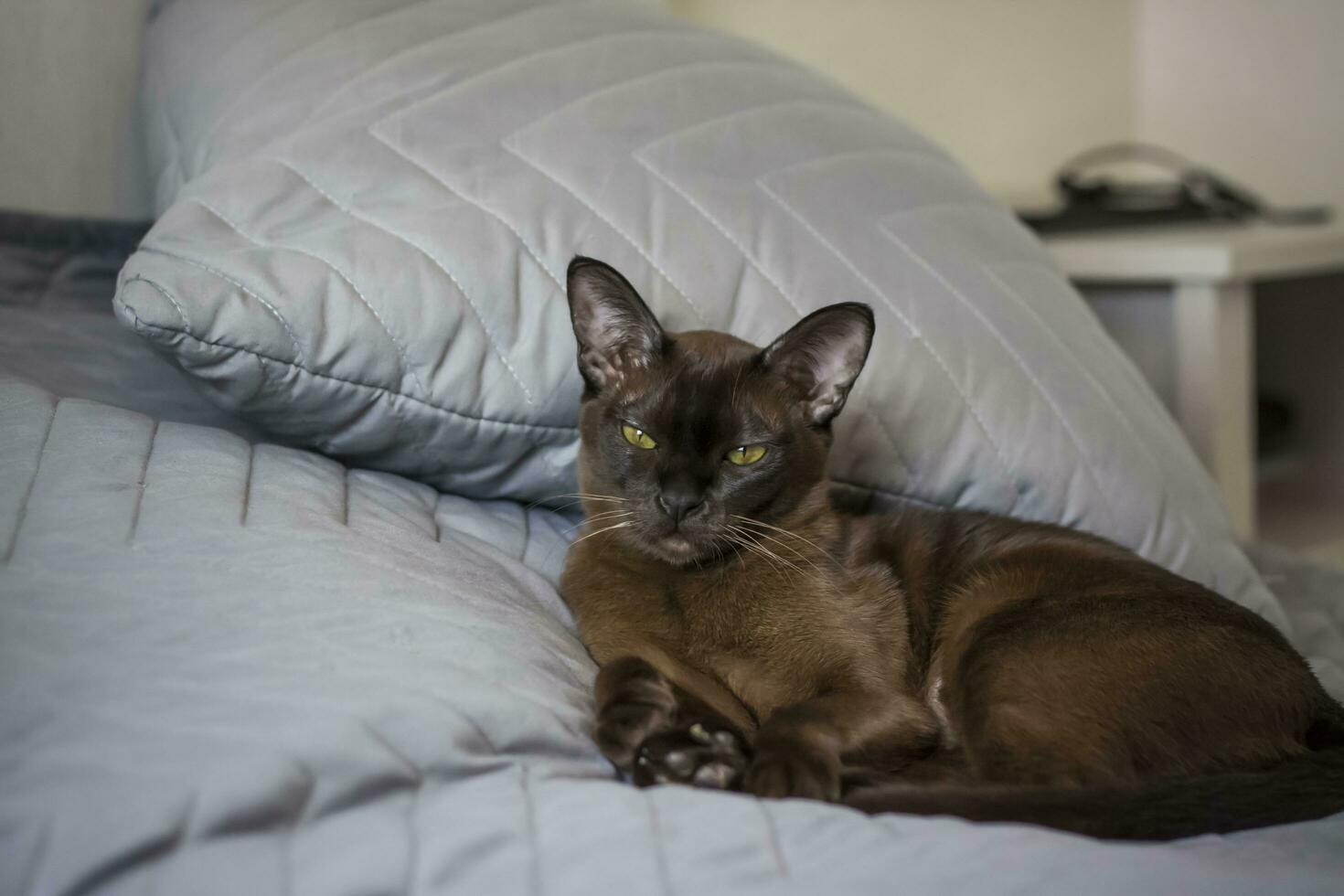 närbild av en burmesiska katt på Hem. porträtt av en ung skön brun katt. foto