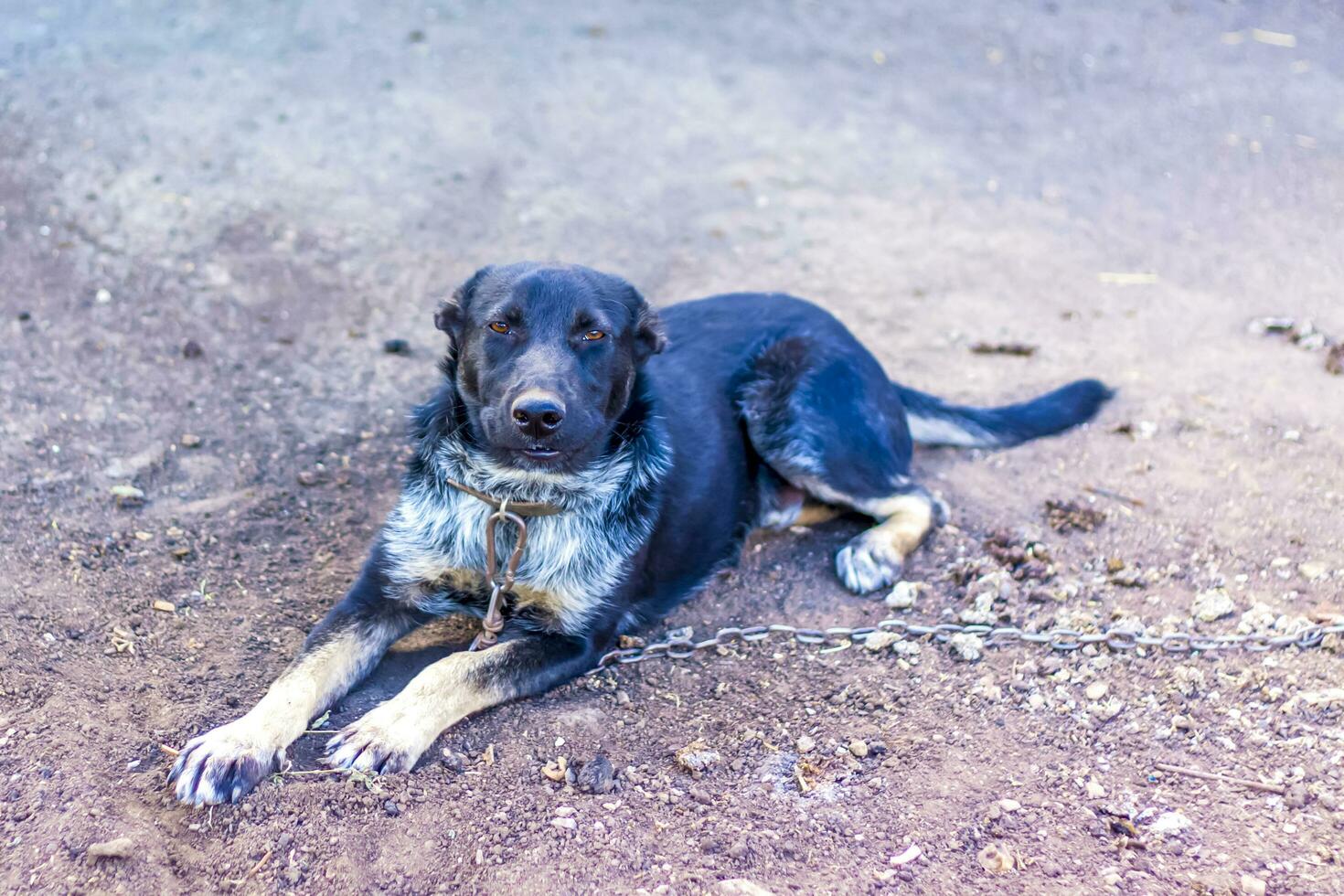 svart hund på en kedja. skyddade område foto