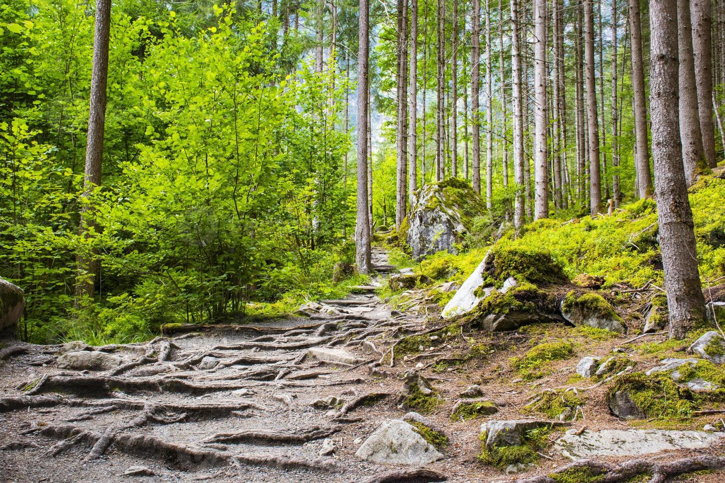 väg i skogen av tyrolen foto