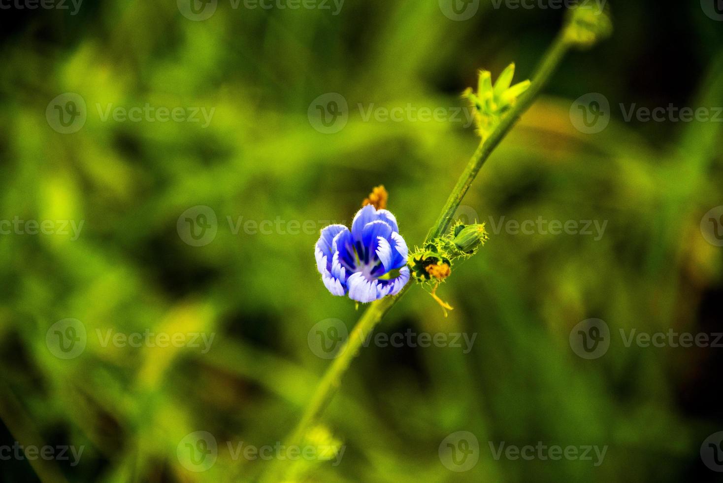 blå periwinkle blomma med grön bakgrund foto