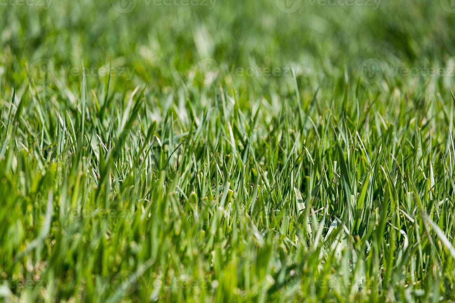gräsmatta närbild grönt gräs bakgrund med fokuspunkt foto