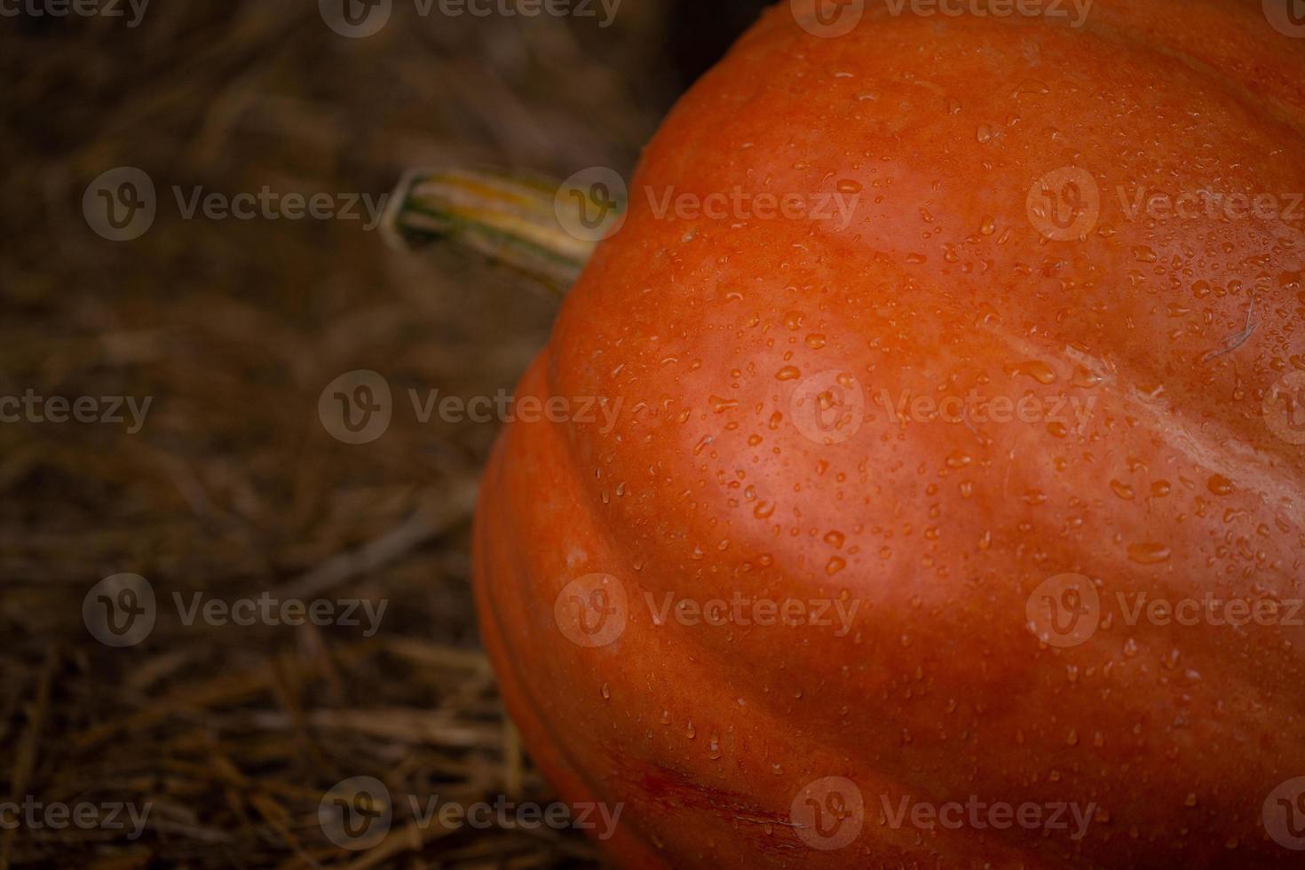 stor orange färsk pumpa på hö foto