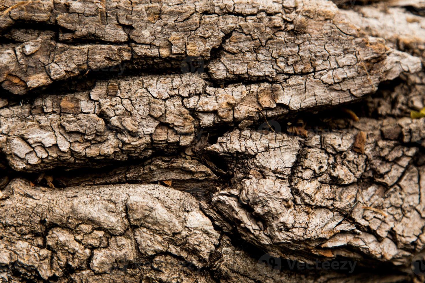 textur bakgrund av brun bark av ett träd foto
