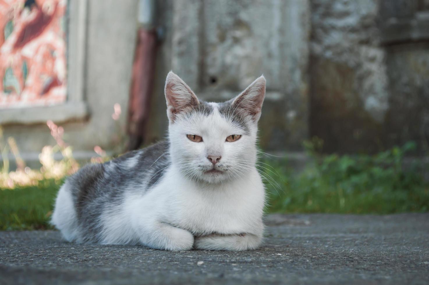 vit och grå katt foto