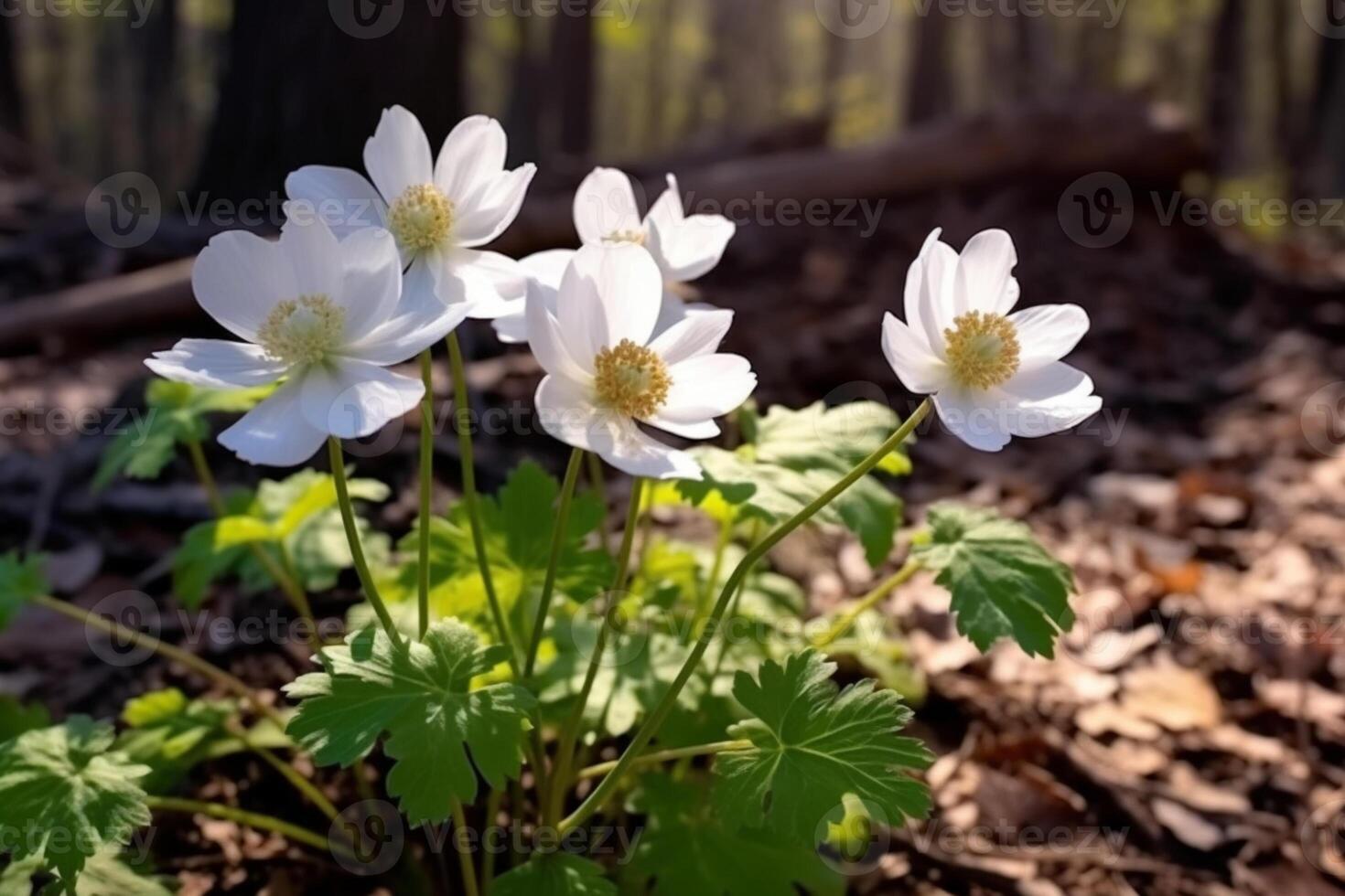 skön vit anemon blommor i vår i de skog med solsken. vår skog landskap, generativ ai foto