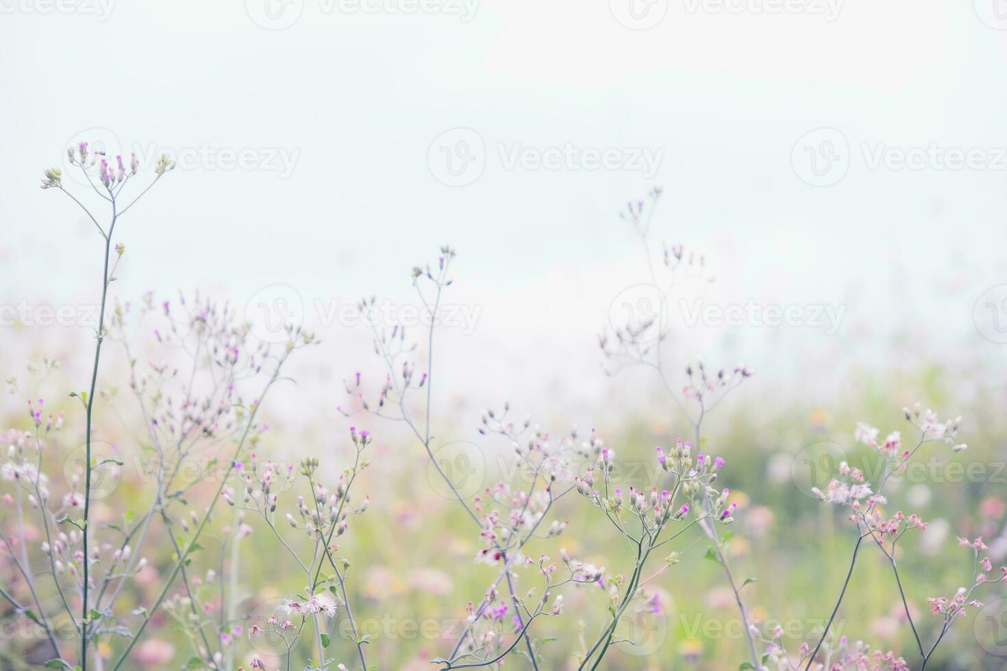 liv vår blomma morgon- skönhet förändra sommar foto