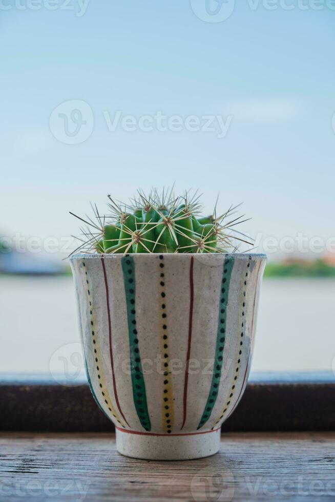 växt av kaktus på trä tabell foto