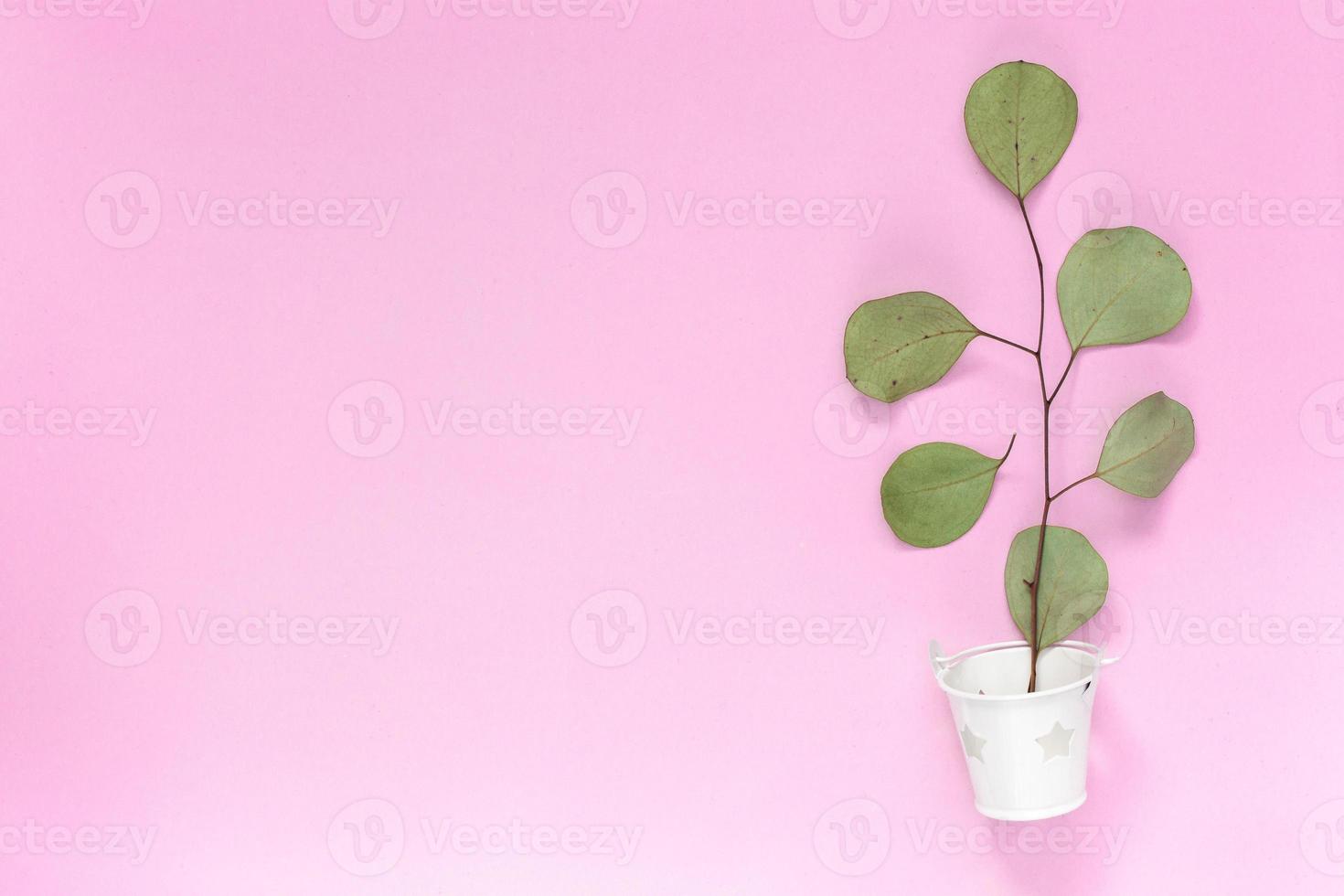 kvist med löv i en vit hink på en enkel rosa bakgrund med ett område foto