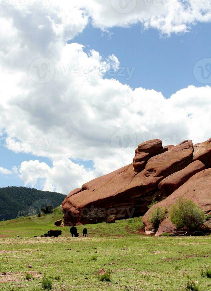 naturskön röd sten formationer och besättning av angus nötkreatur i morrison colorado foto