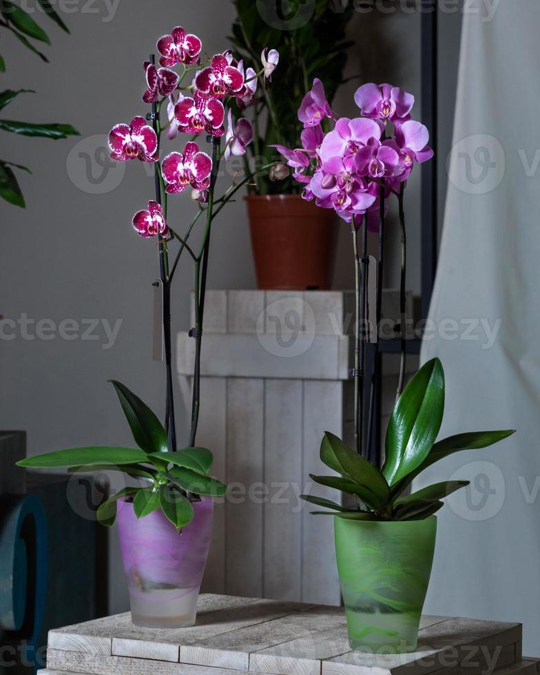 lila mal orkidé blomma phalaenopsis växt foto
