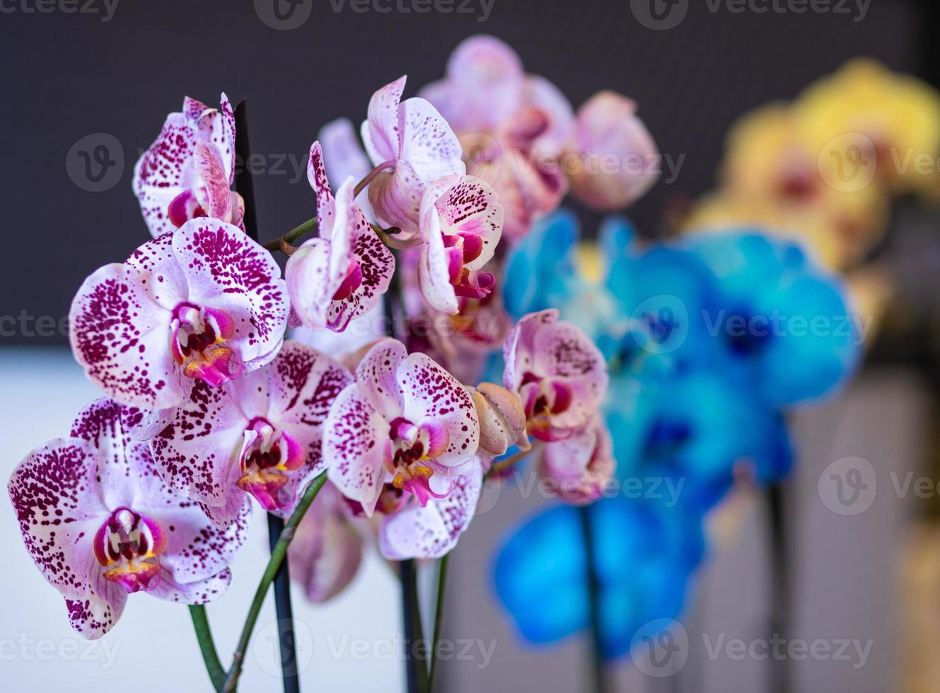 färgglada mal orkidéer phalaenopsis i kruka målade orkidé på nära håll foto