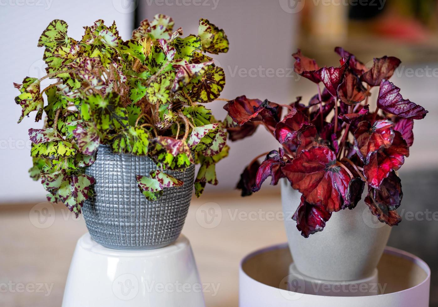 målat bladbegonia begonia rex i silverkrukan foto