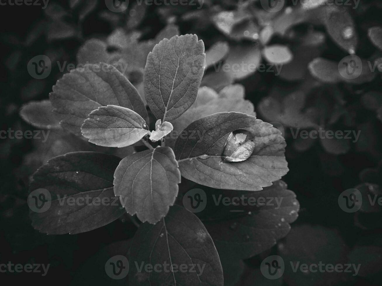 skön sommar växt med regndroppar på de löv svartvit foto