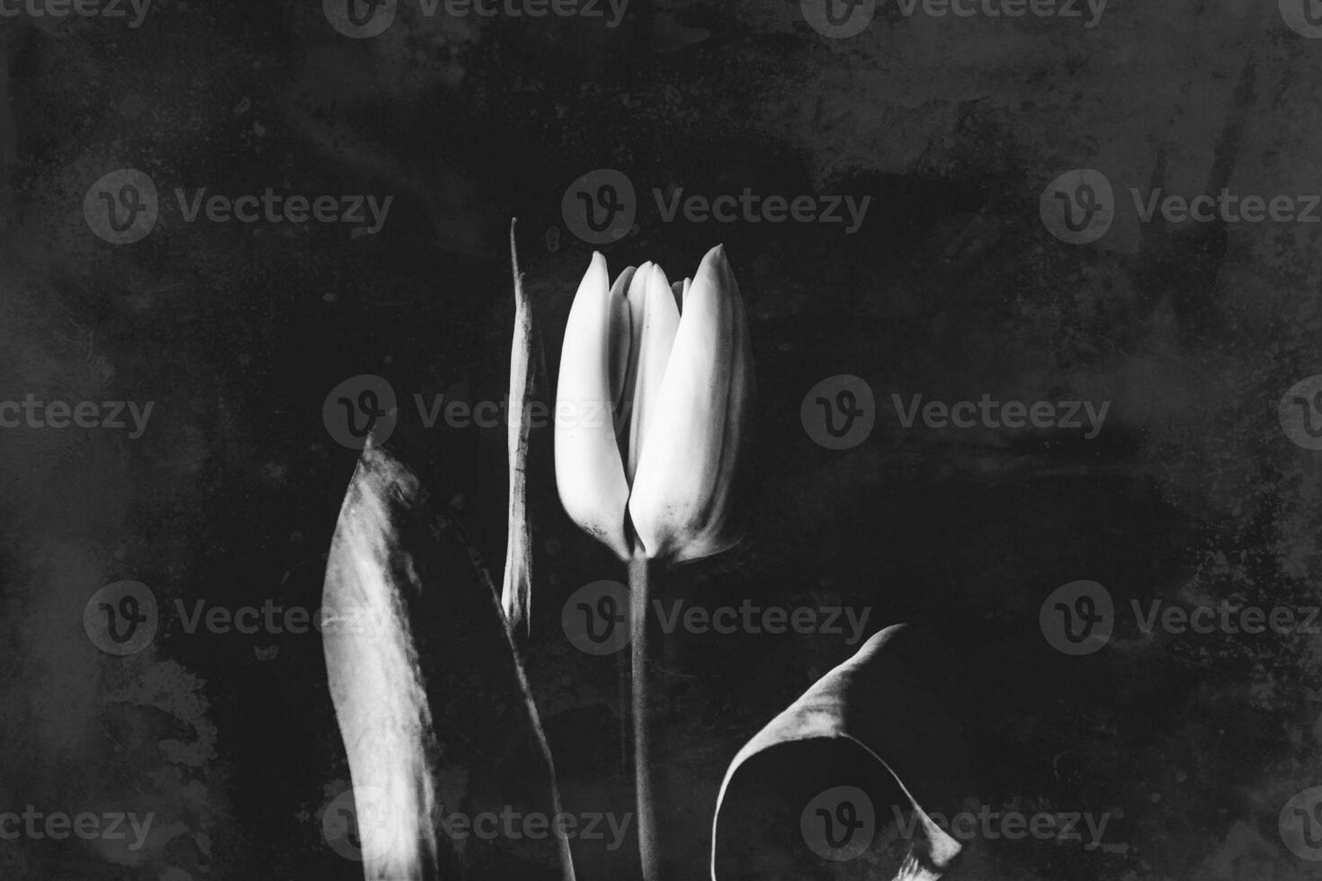 vit vår tulpan blomma med grön löv på mörk bakgrund foto