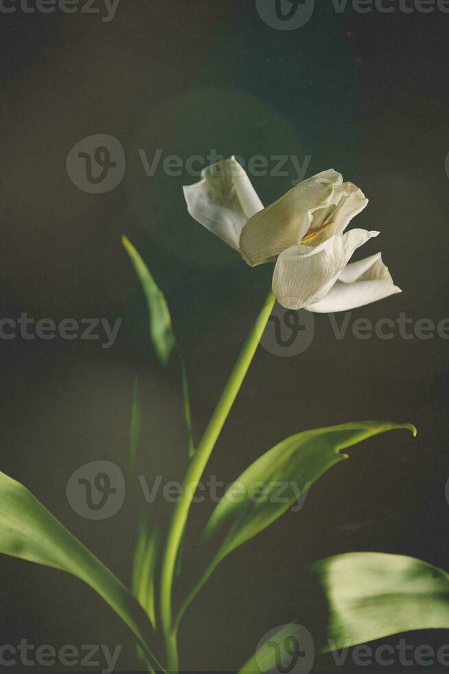 vit vår tulpan blomma med grön löv på mörk bakgrund foto