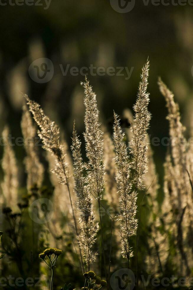 höst gyllene gräs i de värma strålar av de eftermiddag Sol foto
