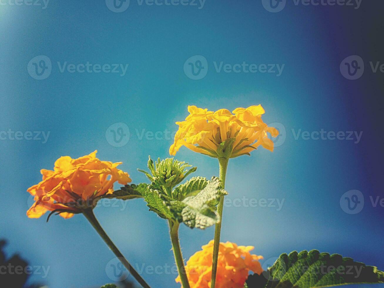 gul blommor formning en naturlig färgrik bakgrund i de strålar av de sommar Sol foto