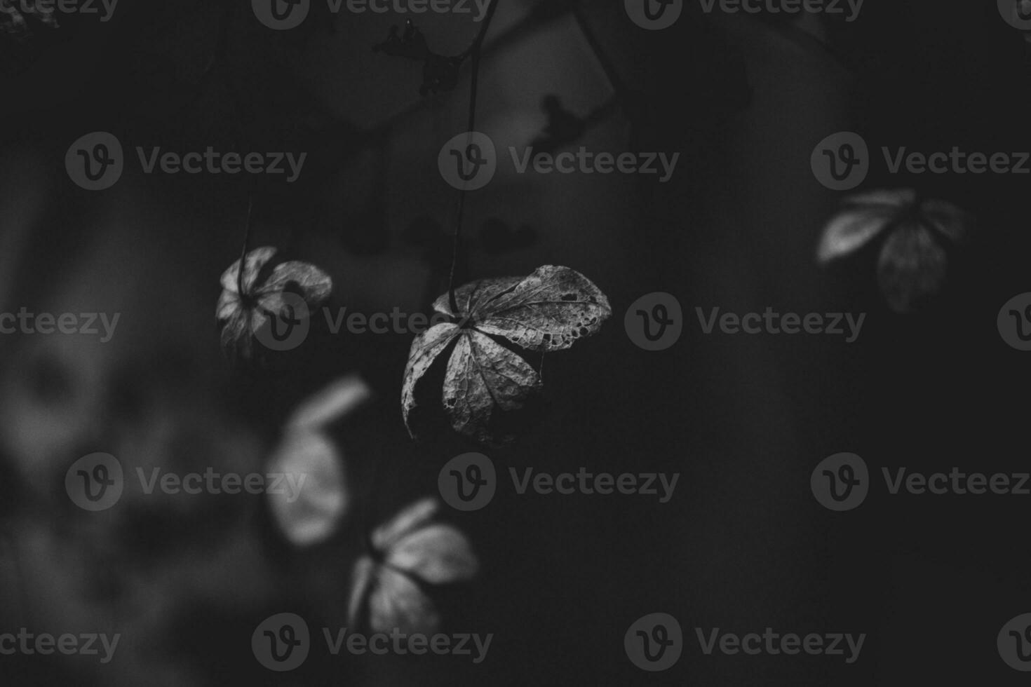 delikat glömt brun blommor i en mörk höst trädgård foto