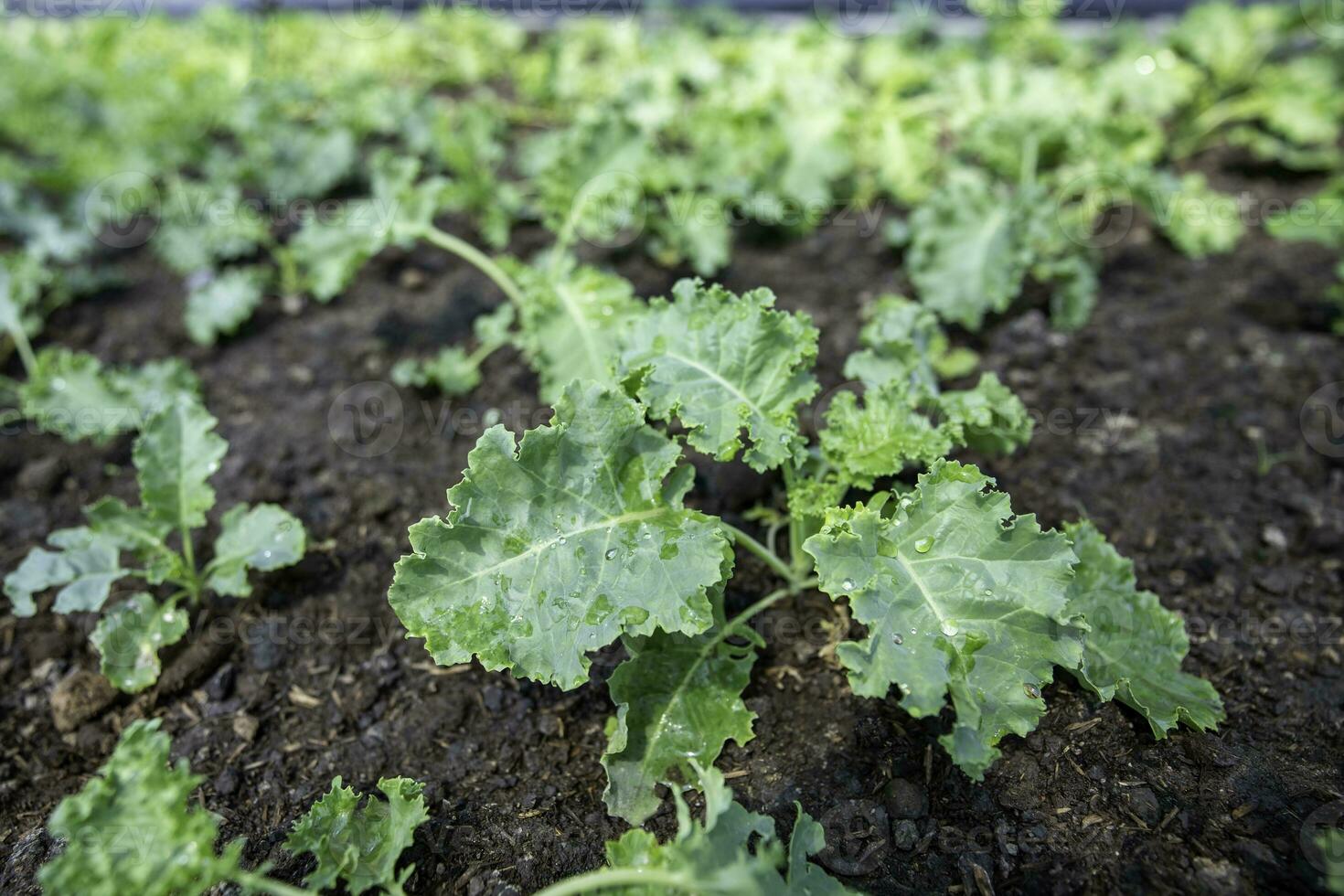 organisk vegetabiliska trädgård växande grönsaker naturligtvis utan skadlig kemikalier och bekämpningsmedel, selektiv fokus, mjuk fokus. foto